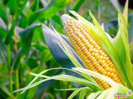 Эксперты USDA повысили прогноз мирового урожая кукурузы в 2021/22 МГ