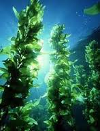 Водоросли начинают использоваться в Австралии как компонент комбикормов Водоросли начинают использоваться в Австралии как компонент комбикормов