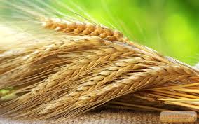 В Украине падают закупочные цены на зерно