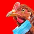 В Нидерландах забьют более 160 тыс. куриц из-за обнаружения птичьего гриппа
