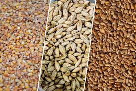 Объем мирового производства зерна в 2020/21 МГ прогнозируется на рекордном уровне — IGC