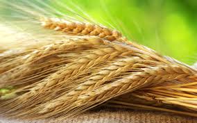 Мировое потребление зерновых в 2017/18 МГ составит 2,6 млрд т