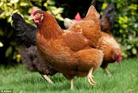 США: Куры в прокат за 250 долларов